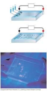 Gel electrophoresis setup and results