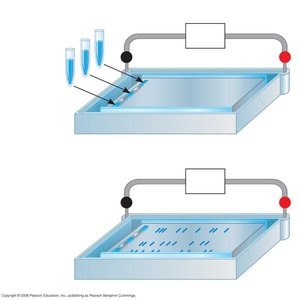 Gel electrophoresis technique