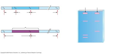 RFLP analysis of normal and sickle-cell alleles