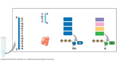 DNA sequencing setup