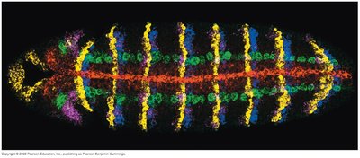 In situ hybridization showing gene expression patterns