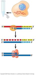 Second strand synthesis in cDNA library construction