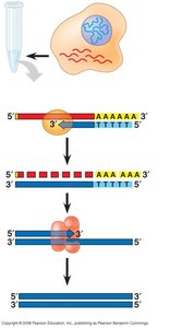 Completion of cDNA synthesis