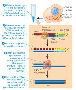 Stepwise process of cDNA library construction