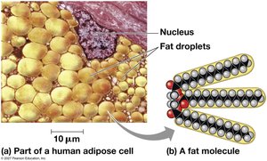Hydrocarbons in fats