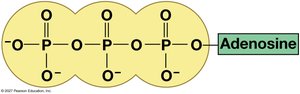ATP phosphate chain