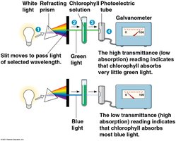 Spectrophotometer measuring pigment absorption