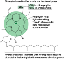 Structural differences between chlorophyll a and b