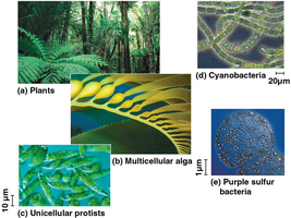 Photoautotrophs: plants, algae, protists, cyanobacteria, purple sulfur bacteria
