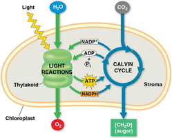 Overview of photosynthesis: light reactions and Calvin cycle