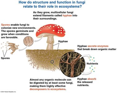 Structure and function of fungi in ecosystems