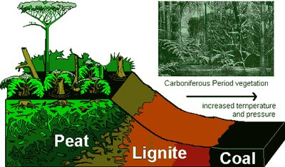Diagram of peat, lignite, and coal formation