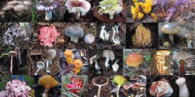 Diversity of fungi species