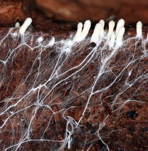 Fungal hyphae growing on substrate