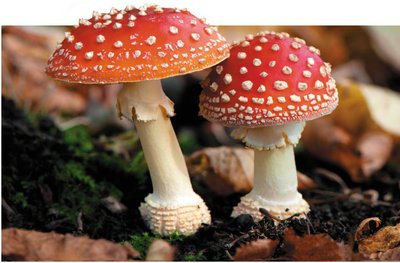 Edible mushrooms
