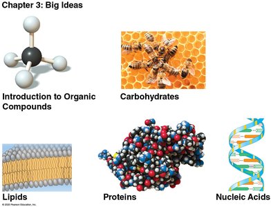 Overview of organic compounds, carbohydrates, lipids, proteins, and nucleic acids
