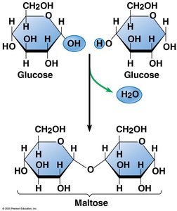 Formation of maltose from two glucose molecules