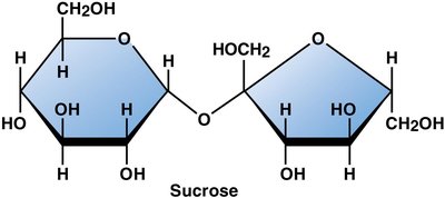 Structure of sucrose