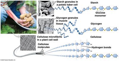 Comparison of starch, glycogen, and cellulose structure