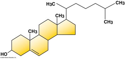 Phospholipid bilayer structure