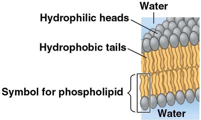 Structure of a phospholipid
