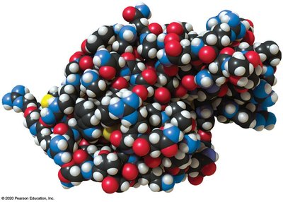 Space-filling model of a protein
