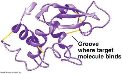Ribbon model of a protein showing binding groove
