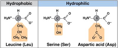 Formation of a peptide bond