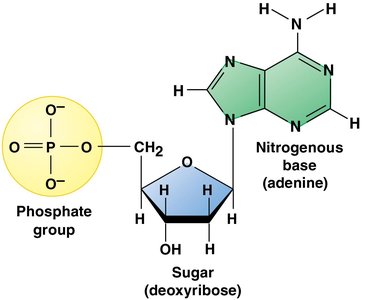 Structure of a nucleotide