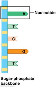 Sugar-phosphate backbone and nucleotide bases