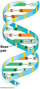 Double helix structure of DNA