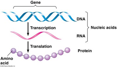 Flow of genetic information: DNA to RNA to protein