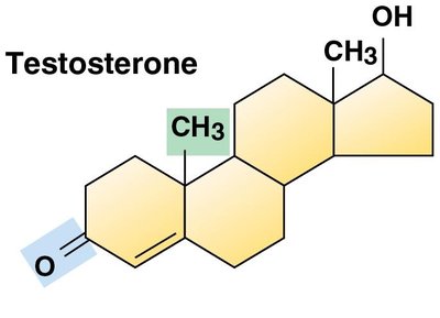 Structure of testosterone