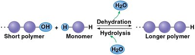 Dehydration and hydrolysis reactions