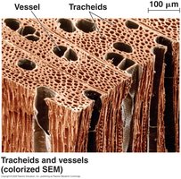 Xylem and phloem structure