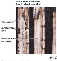 Sieve-tube elements in phloem
