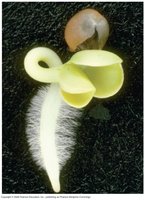 Root hairs increase surface area