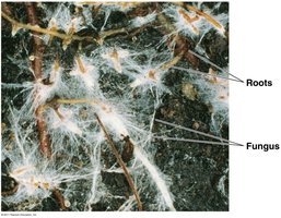 Mycorrhizae aiding absorption