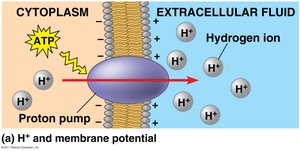 Proton pump and membrane potential