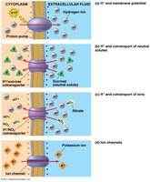 Proton gradients and cotransport