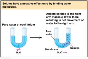 Osmosis and water potential in U-tube