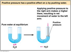 Positive pressure affects water potential