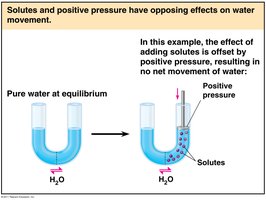 Plasmolysis and turgor pressure