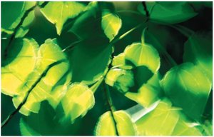 Aspen leaves adaptation