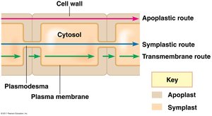 Apoplastic, symplastic, and transmembrane routes