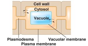 Symplastic route diagram