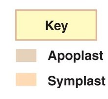 Key for apoplast and symplast