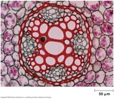 Endodermis and Casparian strip