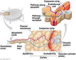 Casparian strip blocks apoplastic route