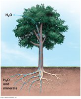 Transpiration and xylem transport